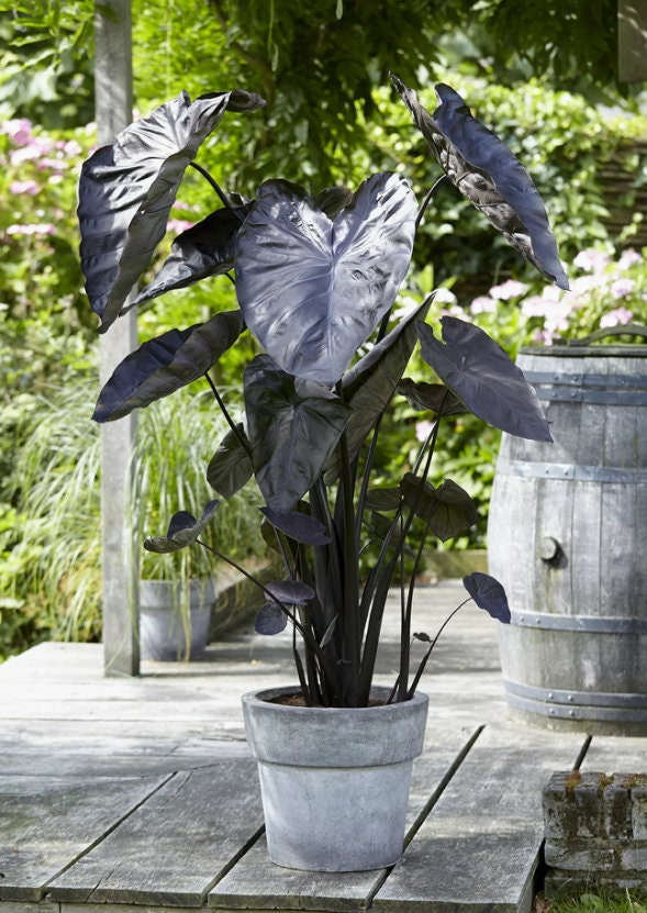 FREE SHIPPING - Black Coral Elephant Ears Alocasia Starter Plant - Etsy
