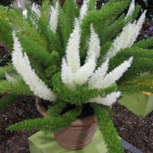 Foxtail Fern Plant Starter (ALL Starter Plants REQUIRE You to Purchase 2 plants) Low Light House Plants