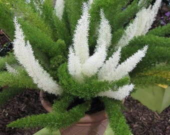 Foxtail Fern Plant Starter (ALL Starter Plants REQUIRE You to Purchase 2 plants) Low Light House Plants