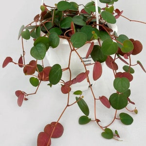 May include: A hanging plant with trailing stems and heart-shaped leaves. The leaves are a mix of green and reddish-pink, cascading from a white pot. The pot is suspended by a white hanger against a white background.