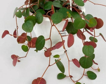 Peperomia Ruby Cascade Plant Starter (ALL Starter Plants REQUIRE You to Purchase 2 plants) House Plants