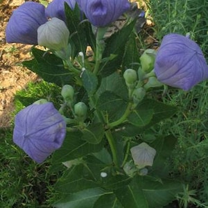 Blue Balloon Flowers Platycodon Live Starter Plant (ALL Starter Plants REQUIRE You to Purchase 2 plants)