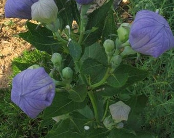 Blue Balloon Flowers Platycodon Live Starter Plant (ALL Starter Plants REQUIRE You to Purchase 2 plants)