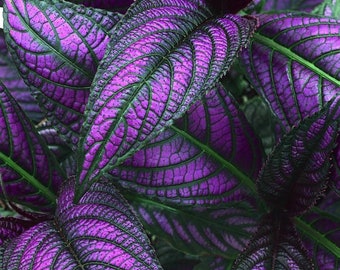 Purple Persian Shield Starter (ALL Starter Plants REQUIRE You to Purchase 2 plants) House Plants