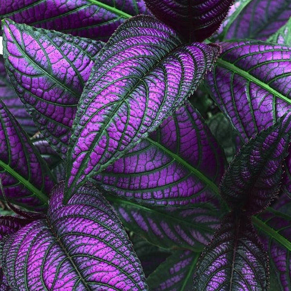 Purple Persian Shield Starter (ALL Starter Plants REQUIRE You to Purchase 2 plants) House Plants
