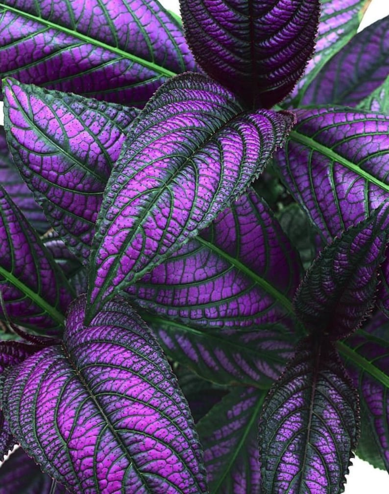 Purple Persian Shield Starter ALL Starter Plants REQUIRE You Etsy