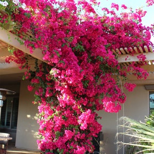 Pink Bougainvillea Vine Starter Plant (ALL Starter Plants REQUIRE You to Purchase 2 plants)