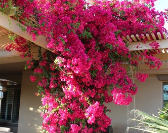 Bougainvillier rose liane (l'achat de 2 plants nécessite l'achat de 2 plants)