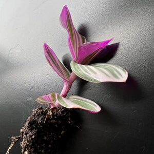 Tradescantia Bubblegum Starter Plant ppp ALL Starter Plants REQUIRE You to Purchase 2 plants image 3