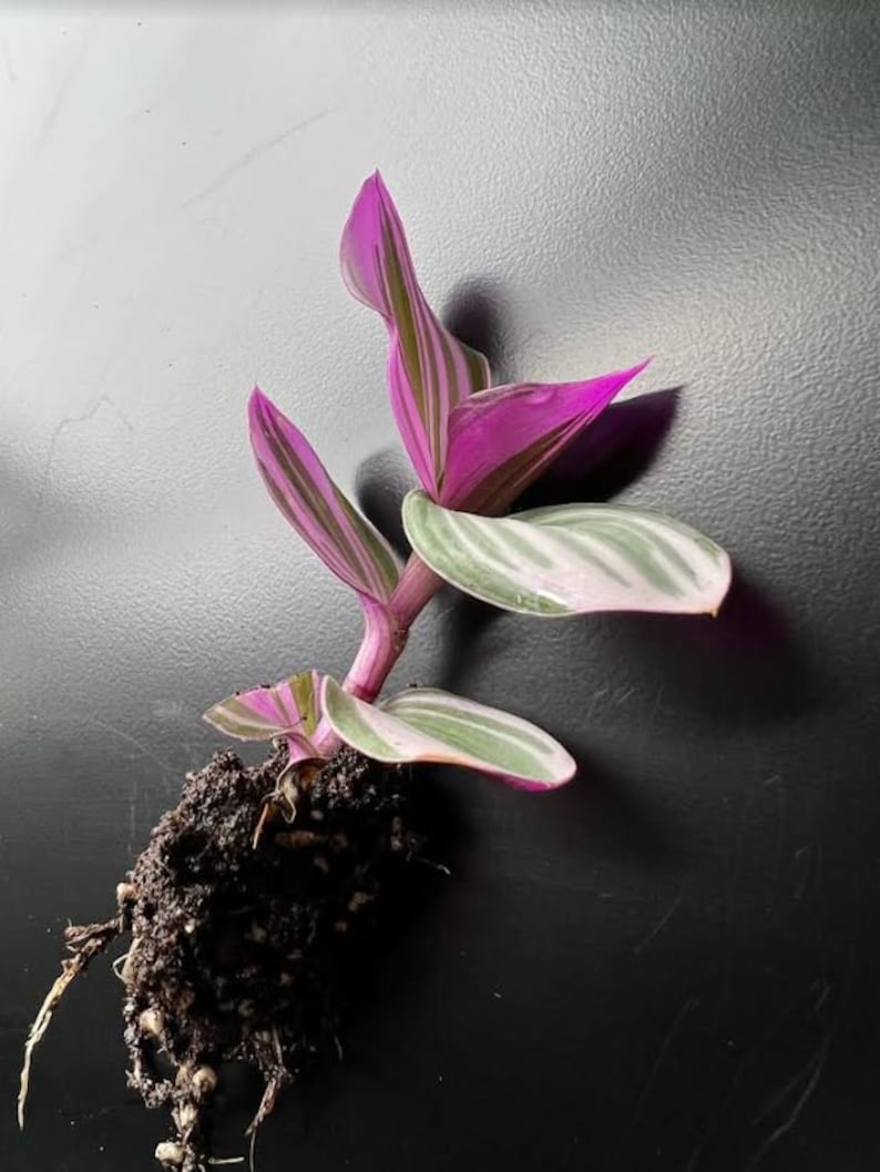 Tradescantia Bubblegum Starter Plant ppp ALL Starter Plants REQUIRE You to Purchase 2 plants image 3