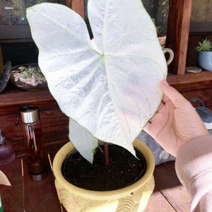 June Bride White Caladium Bulbs Live Plant (ALL Starter Plants REQUIRE You to Purchase 2 plants)