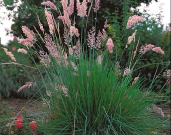 5 Pack - Pink Fountain Grass Plug Starter Plant