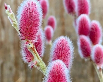 PINK Pussy Willow ppp (ALL Starter Plants REQUIRE You to Purchase 2 plants) Live Plants