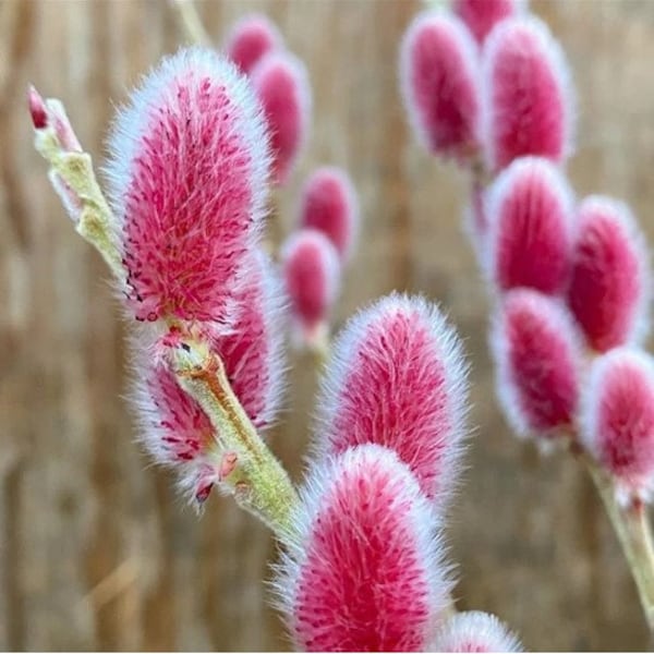 PINK Pussy Willow ppp (ALL Starter Plants REQUIRE You to Purchase 2 plants) Live Plants