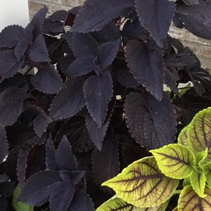 Plante de démarrage Coleus noir (TOUTES les plantes de démarrage nécessitent que vous achetiez 2 plantes)