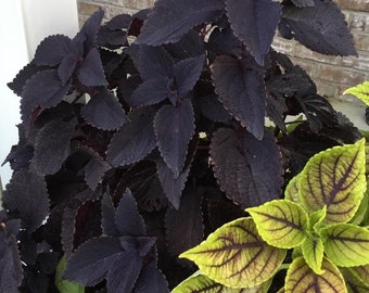 Black Coleus Starter Plant (ALL Starter Plants REQUIRE You to Purchase 2 plants)