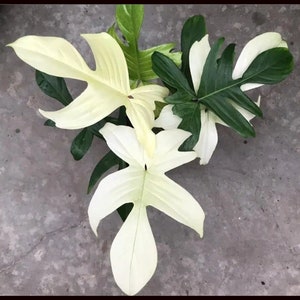 May include: A close-up of a group of white and green tropical plants with large, heart-shaped leaves. The plants are arranged in a cluster, with the white leaves in the foreground and the green leaves in the background.