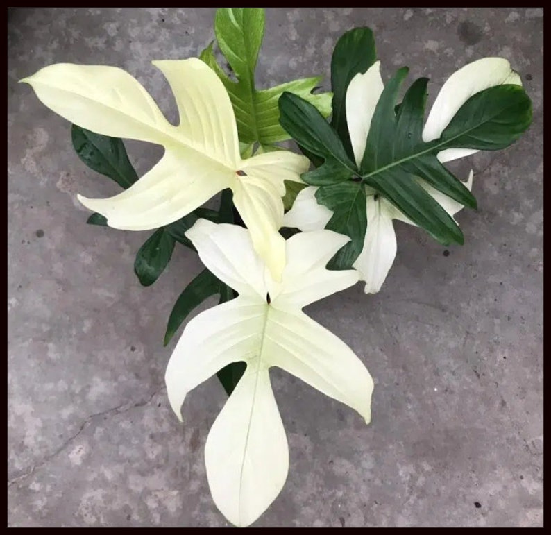FREEplantShippingCo Philodendron - Thumbnail 4