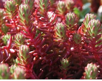 FREE SHIPPING - Sedum Red Wiggle Starter Plant