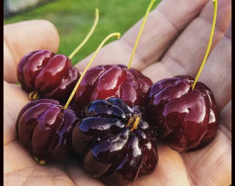 Surinam Cherry Tree Bush (ALL Starter Plants REQUIRE You to Purchase 2 plants) Edible Fruit House Plants