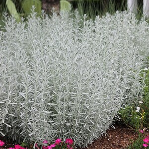 Lavender Silver Anouk Plug Starter Plant ALL Starter Plants REQUIRE You to Purchase 2 plants zdjęcie 2