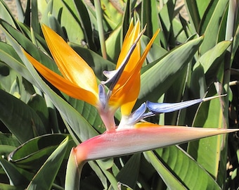 Orange Bird of Paradise Houseplant