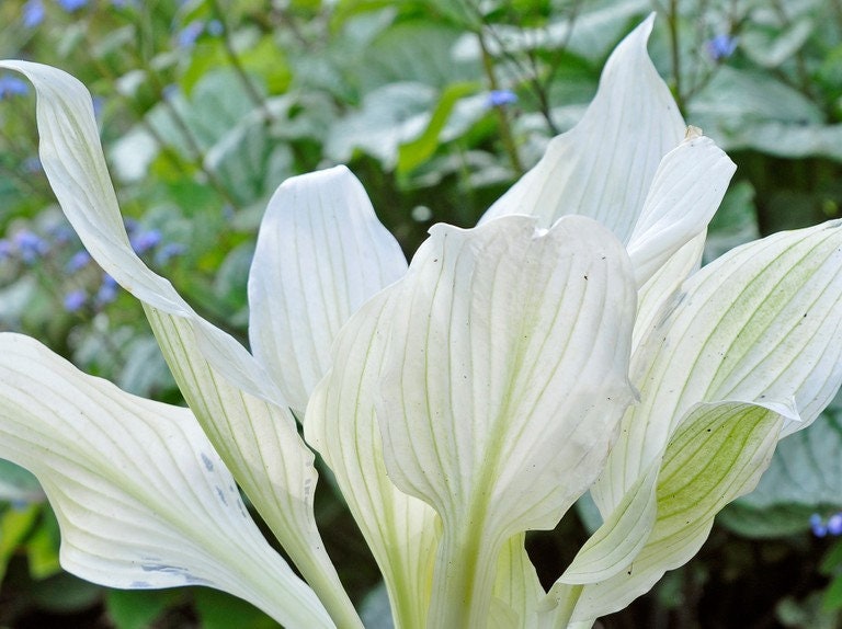 FREE SHIPPING - 3 Pack - Mixed Hosta - Etsy