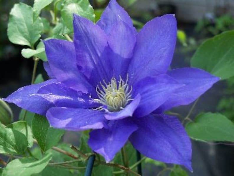 Venosa Violacea Clematis - Thumbnail 4
