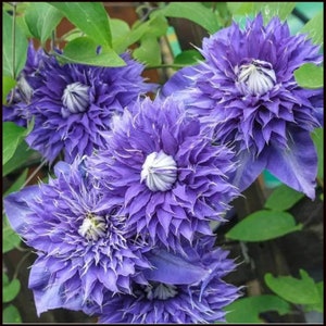 Multi Blue Clematis Double Blooming Flowers Vine Starter Plant (ALL Starter Plants REQUIRE You to Purchase 2 plants)