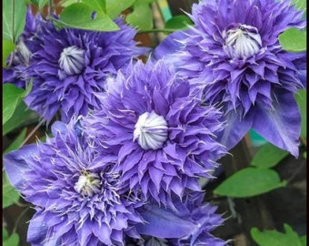 FREE SHIPPING - Multi Blue Clematis Double Blooming Flowers Vine Starter Plant