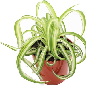 Curly Spider Houseplant Starter Plant Free Shipping
