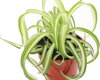 Curly Spider Houseplant Starter Plant (ALL Starter Plants REQUIRE You to Purchase 2 plants)