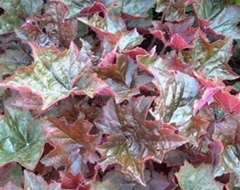Palace Purple Heuchera Starter Plant FREE SHIPPING