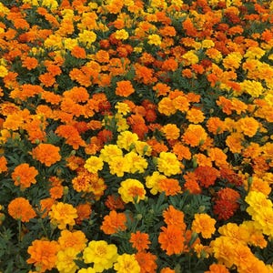 May include: A vibrant field of marigold flowers in full bloom. The flowers display a range of warm colors, including bright yellow, orange, and reddish-orange hues. Green foliage provides a contrasting backdrop to the colorful blossoms.