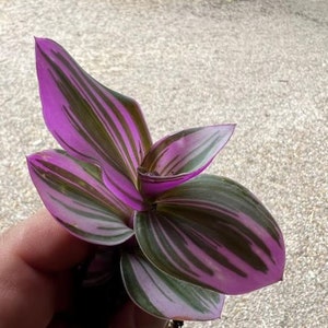 Tradescantia Bubblegum Starter Plant ppp ALL Starter Plants REQUIRE You to Purchase 2 plants image 2