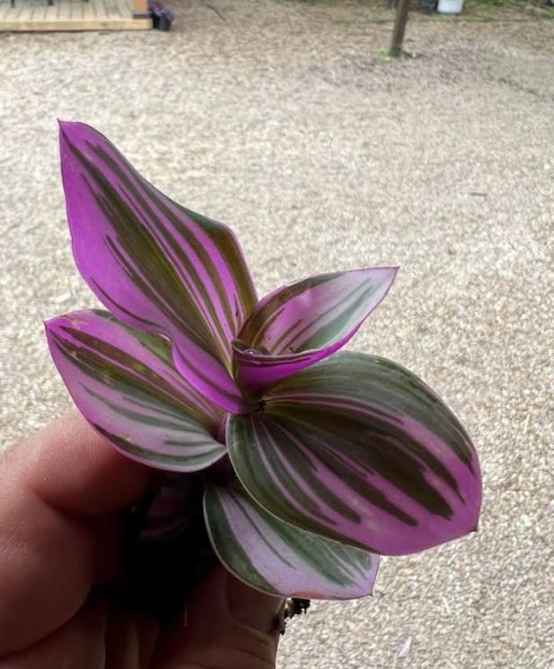 Tradescantia Bubblegum Starter Plant ppp ALL Starter Plants REQUIRE You to Purchase 2 plants image 2