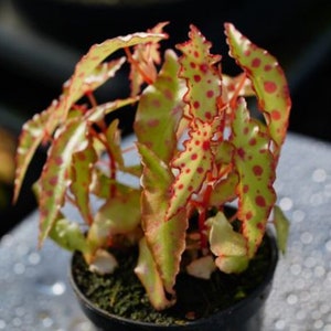 Spotted Begonia Amphioxus Starter Plant (ALL Starter Plants REQUIRE You to Purchase 2 plants) Rare Houseplant