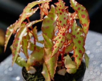 Spotted Begonia Amphioxus Starter Plant (ALL Starter Plants REQUIRE You to Purchase 2 plants) Rare Houseplant