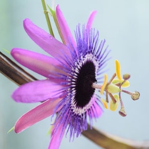 Lavender Lady Passion Flower Vine Plant (ALL Starter Plants REQUIRE You to Purchase 2 plants)