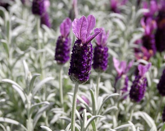 Lavender Silver Anouk Plug Starter Plant (ALL Starter Plants REQUIRE You to Purchase 2 plants)