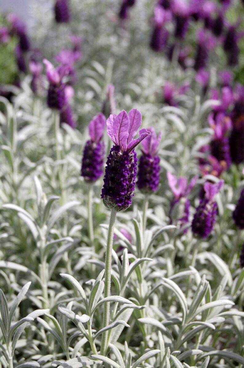 Lavender Silver Anouk Plug Starter Plant ALL Starter Plants REQUIRE You to Purchase 2 plants zdjęcie 1