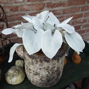 Get Both Black and White Plants Elephant Ears Starter ALL Starter Plants REQUIRE You to Purchase 2 plants FREE Shipping image 2