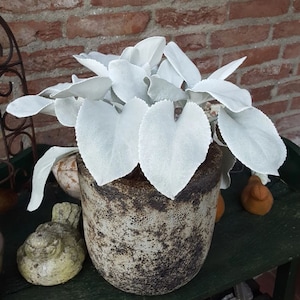 Angel Wings Starter Plant: Velvety Silver Foliage