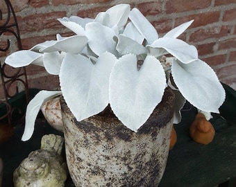 Angel Wings Starter Plant: Velvety Silver Foliage