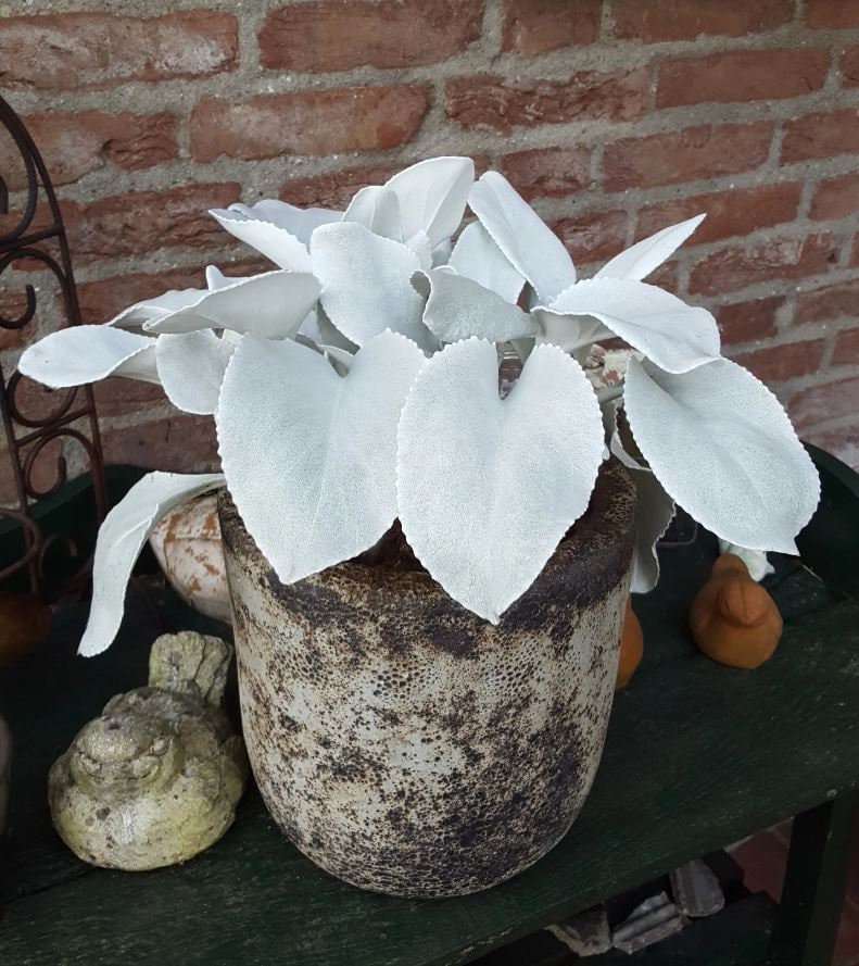 Super Sale - 3 Pack Angel Wings Starter House Plants FREE SHIPPING