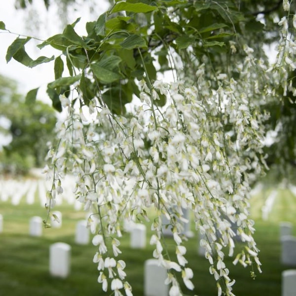 Rare Weeping Dogwood aka Yellowwood Remember Me Tree Starter Plant (ALL Starter Plants REQUIRE You to Purchase 2 plants)