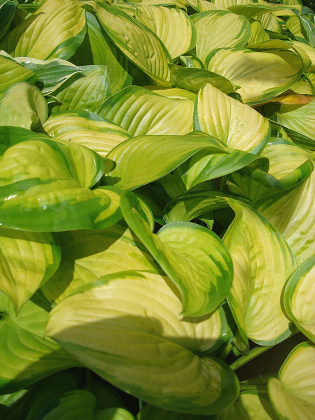 Stained Glass Hosta Bulbs ALL Starter Plants REQUIRE You to Purchase 2