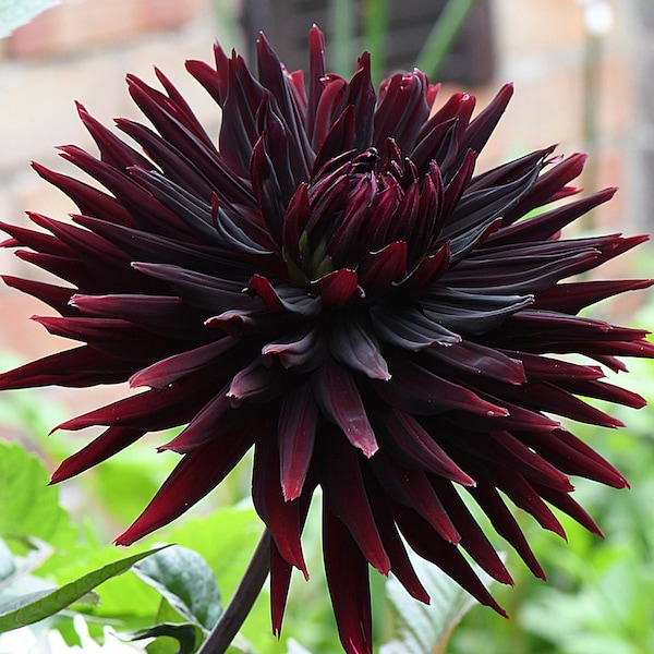 Dahlia Black Jack Live Starter Plant (ALL Starter Plants REQUIRE You to Purchase 2 plants) Bi-tone Flowers DINNER Plate