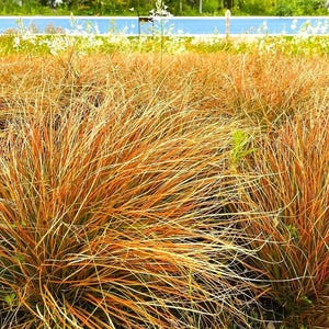 May include: A close-up of a patch of orange and green grass. The grass is long and flowing, with a soft, feathery texture.