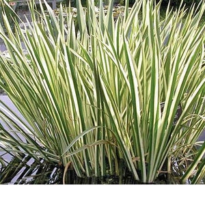 May include: A close-up of a plant with long, slender, green leaves with white stripes. The plant is growing in water, with the base of the leaves submerged. The leaves are upright and create a dense, textured appearance. The plant is a decorative element.